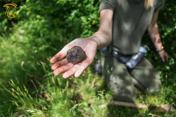 روش پیدا کردن قارچ دنبلان در گلستان