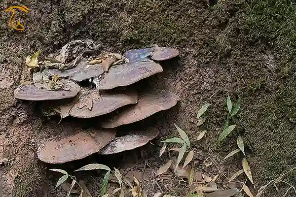 قارچ گانودرما یا قارچ ریشی