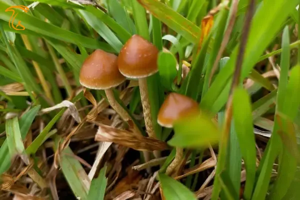 ماشروم تایلندی