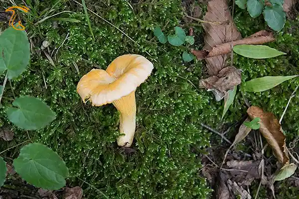 قارچ زرد کیجا (قارچ چنترل)