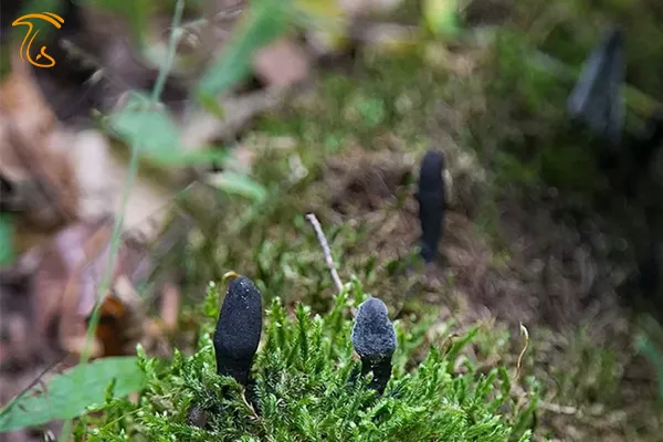 قارچ انگشت مرده