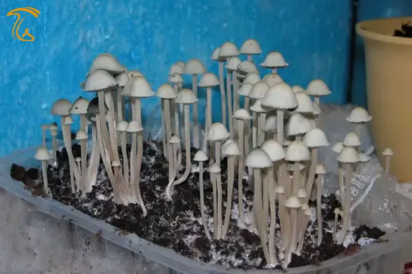 مجیک ماشروم هاوایی