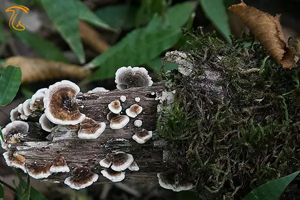 قارچ دم بوقلمون