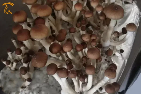 قارچ جادویی مازاتاپک Mazatapec