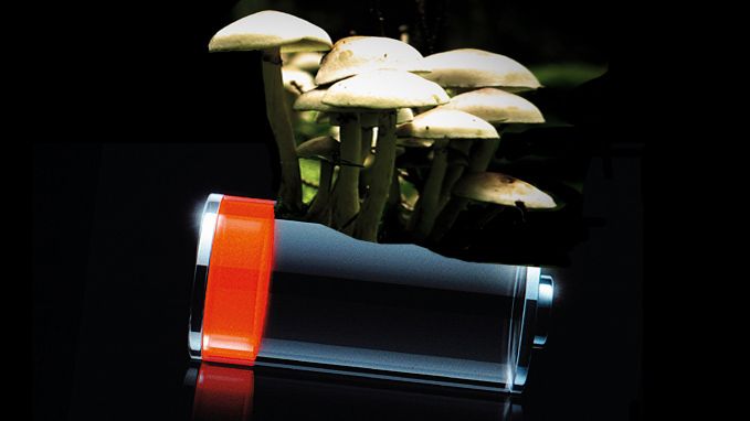 باتری های زیست تخریب پذیر از میسیلیوم قارچ