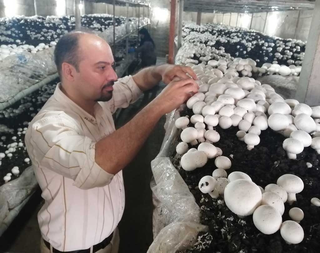 تولید قارچ خوراکی در محمودآباد