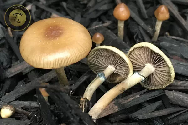 ماشروم حلقه آبی Blue Ringers-Psilocybe Stuntzii