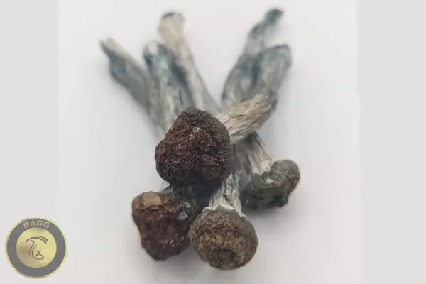 ماشروم بلو مگنولیا