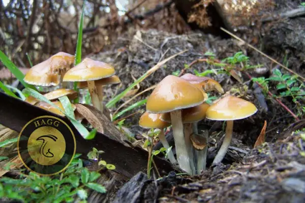 قارچ‌ روان گردان کلاه طلایی