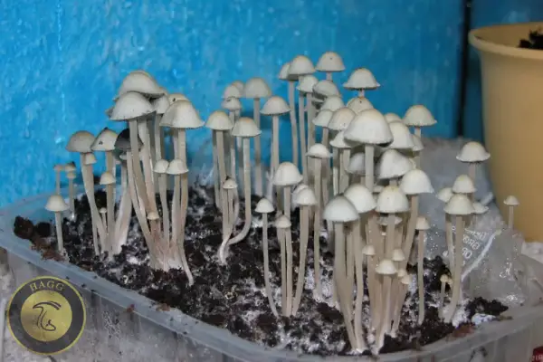 مجیک ماشروم هاوایی Panaeolus Cyanescens (Blue Meanies)