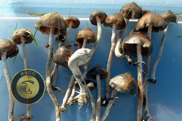 Knobby Tops (Psilocybe Baeocystis) انواع نژاد ماشروم
