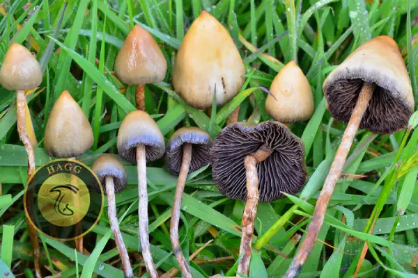 Liberty Cap (Psilocybe Semilanceata) انواع نژاد ماشروم