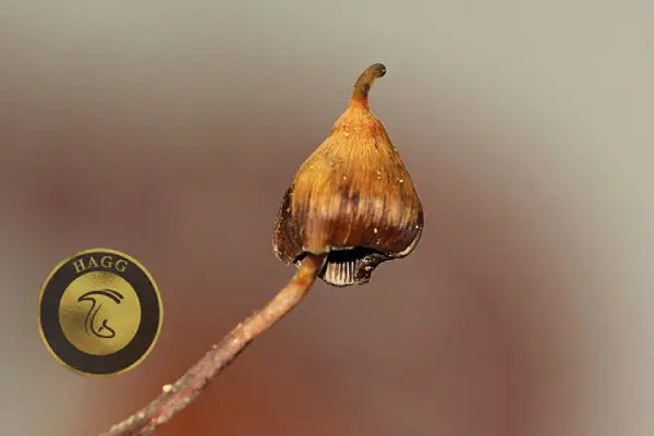 Little Birds of the Woods (Psilocybe Hoogshagenii) انواع نژاد ماشروم