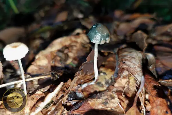 مجیک ماشروم پای آبی Psilocybe caerulipes