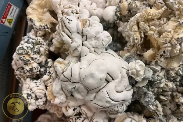 مجیک ماشروم انیگما (Enigma)