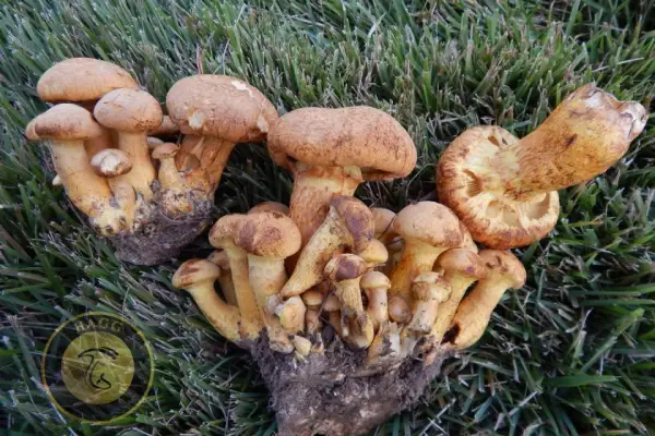 مجیک ماشروم Gymnopilus luteus