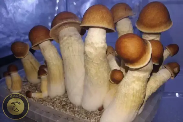 مجیک ماشروم پنیس انوی (قارچ آلت تناسلی)