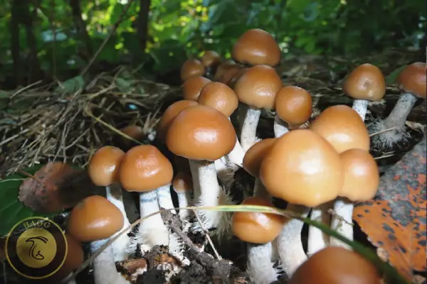 مجیک ماشروم Psilocybe allenii