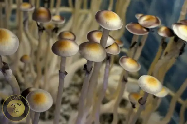 قارچ جادویی Psilocybe natalensis