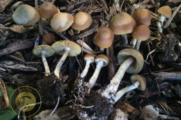 مجیک ماشروم Psilocybe ovoideocystidiata