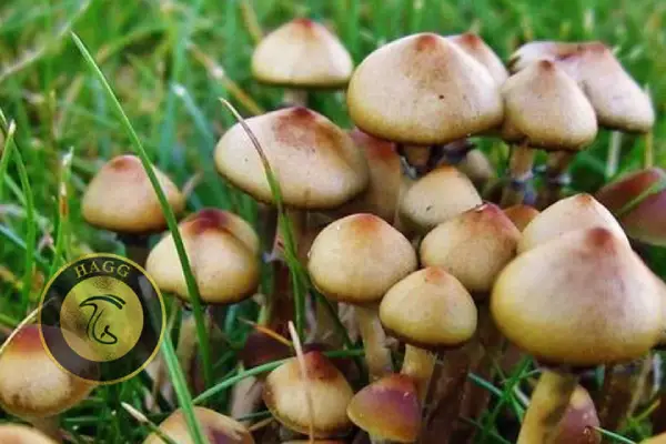 قارچ جادویی: Blue Ringers (Psilocybe Stuntzii)