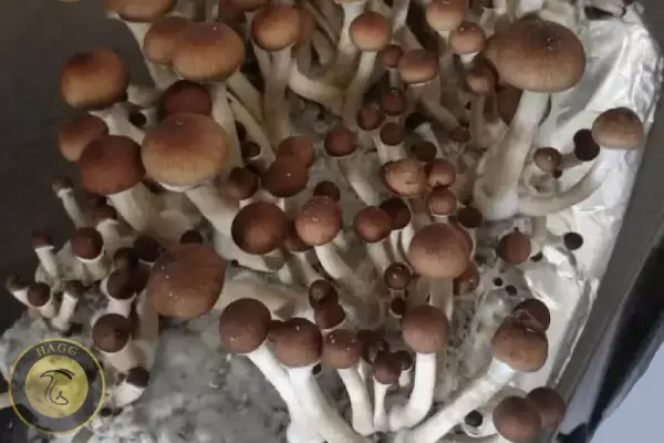 قارچ جادویی مازاتاپیک