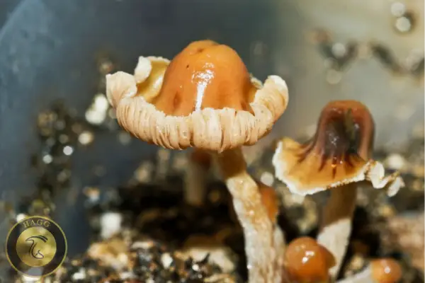 قارچ کلاه مکزیکی یا مکزیکانا