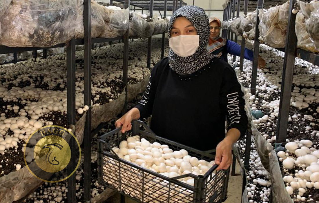 کارآفرینی برای 50 بانو با برگزاری دوره‌ آموزشی پرورش قارچ