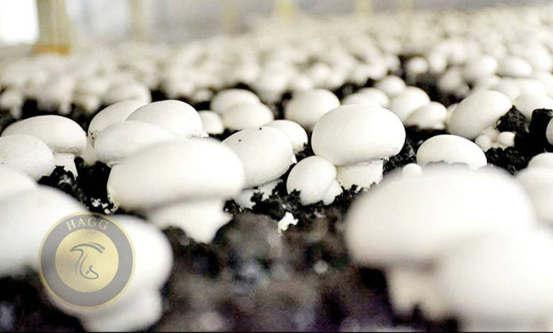 افزایش ۴۰ درصدی تولید قارچ در خراسان شمالی