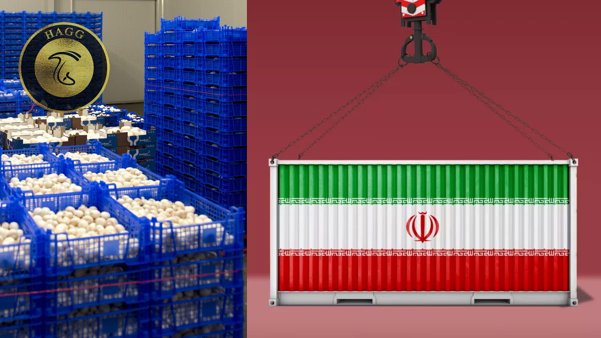 افزایش 70 درصدی صادرات قارچ