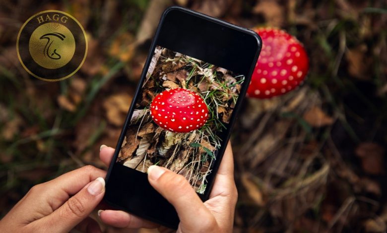 بهترین نرم افزار های موبایل برای تشخیص قارچ ها