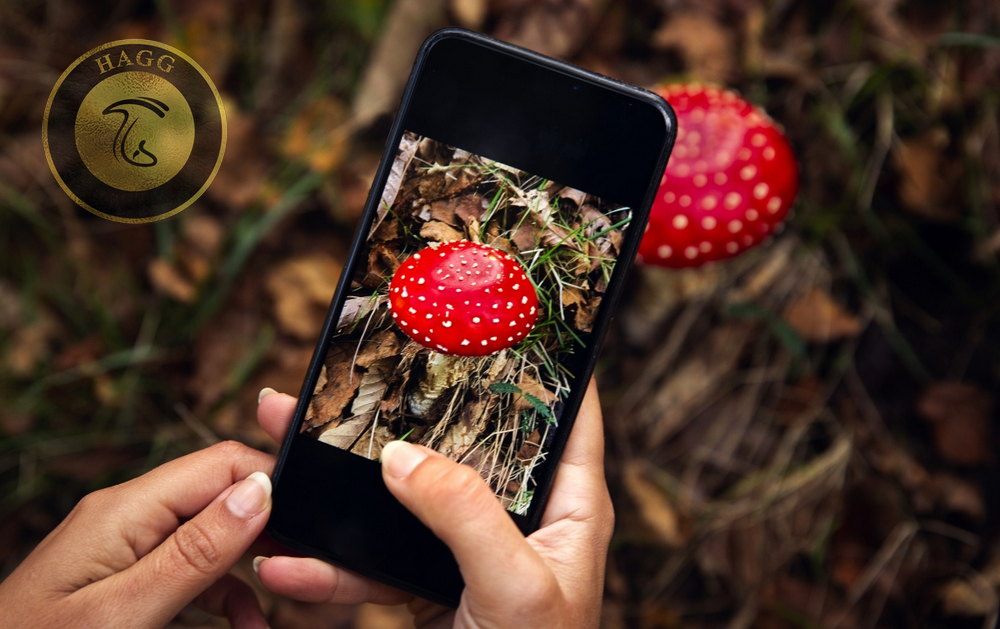 بهترین نرم افزار های موبایل برای تشخیص قارچ ها