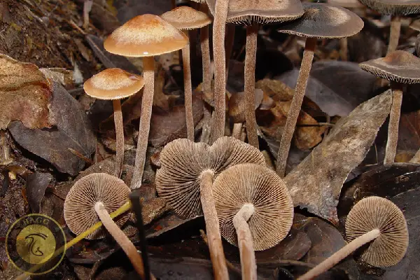 قارچ پانائولوس سینکتولوس