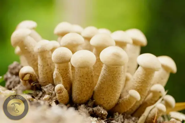 قارچ آلت تناسلی