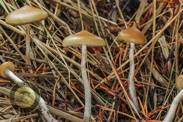 عکس انواع مجیک ماشروم - قارچ بشقاب پرنده Psilocybe Azurescens