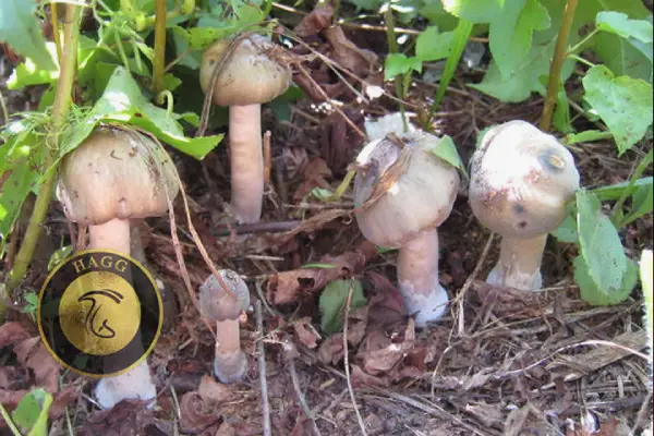 عکس انواع مجیک ماشروم: Psilocybe Weilii