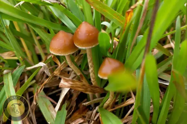 قارچ Psilocybe Samuiensis