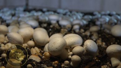 تولید 550 تن قارچ خوراکی در وردشت سمیرم