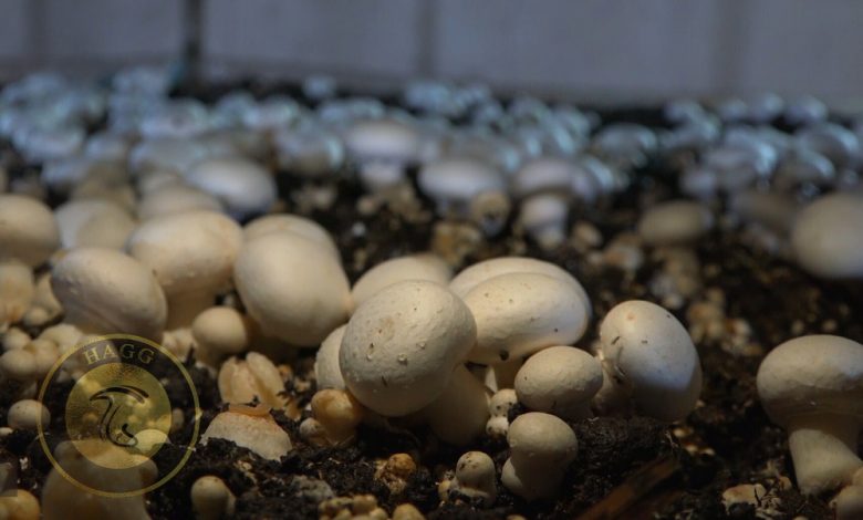 تولید 550 تن قارچ خوراکی در وردشت سمیرم