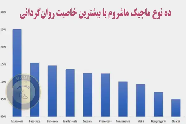 بهترین انواع مجیک ماشروم