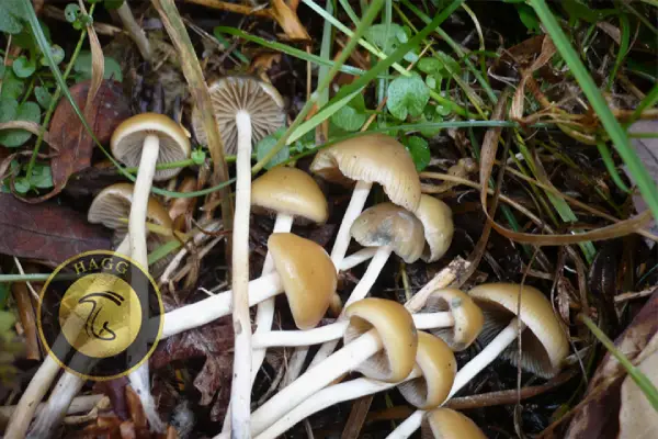 The Bohemian Psilocybe (Psilocybe Bohemica) انواع نژاد ماشروم