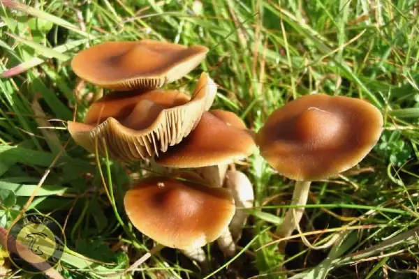 مجیک ماشروم Psilocybe subaeruginosa