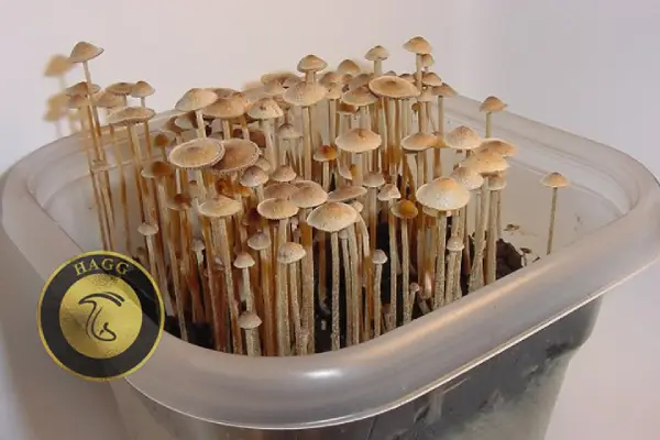 انواع مجیک ماشروم: Psilocybe Tampanensis