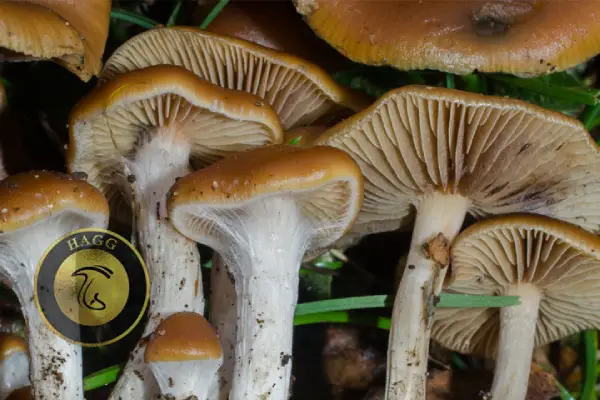 انواع مجیک ماشروم: قلرچ جادویی کلاه‌های موج دار ( Wavy Caps (Psilocybe Cyanescens) )