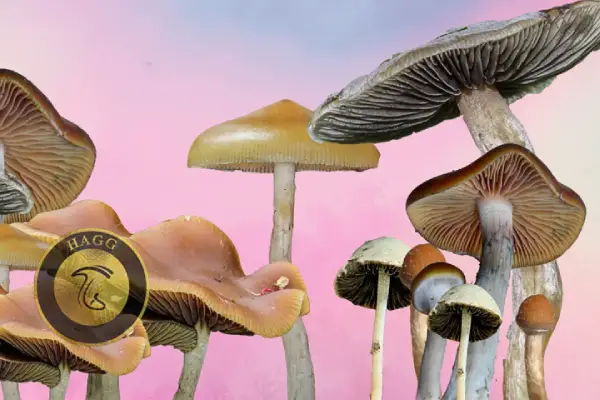 انواع مجیک ماشروم