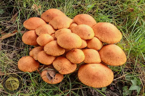 ماشروم Gymnopilus aeruginosus