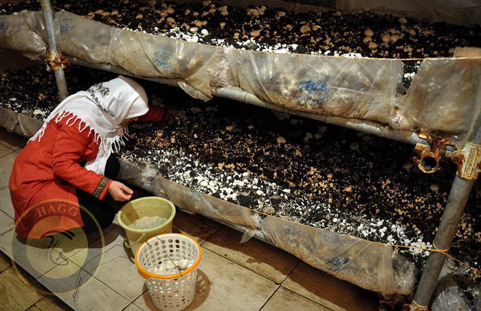 بانوی کارآفرینی که با راه اندازی کارگاه پرورش قارچ روستایی را خودکفا کرد