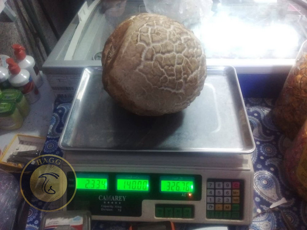 قارچ 2 کیلوگرمی