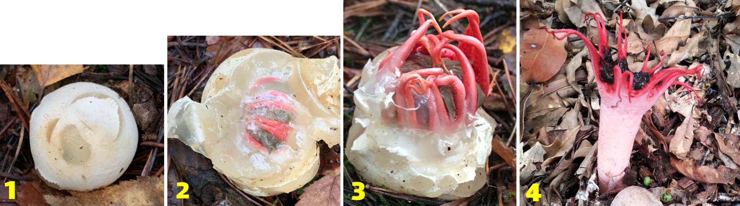 مراحل رشد قارچ ستاره دریایی