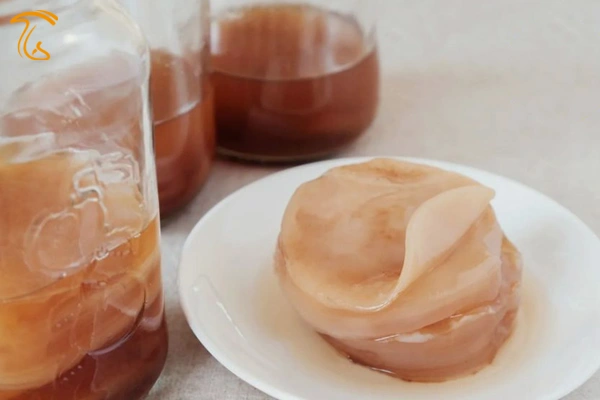 قارچ کامبوچا - قارچ کامبوجا کامبوجا حلال یا حرام چای کومبوچا